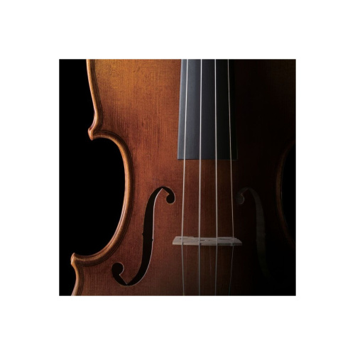 Pearl River PR-V01 1 2 скрипка, размер 1 2, ель клен, чехол, канифоль и смычок, 4 машинки фото 2