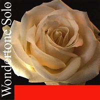PIRASTRO Wondertone Solo 410021 струны для скрипки 4/4 (комплект), среднее натяжение, синтетическа